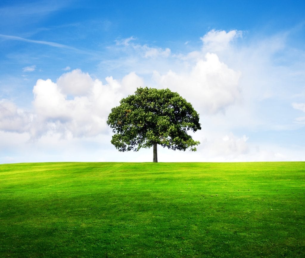 A Boxelder tree against a blue sky